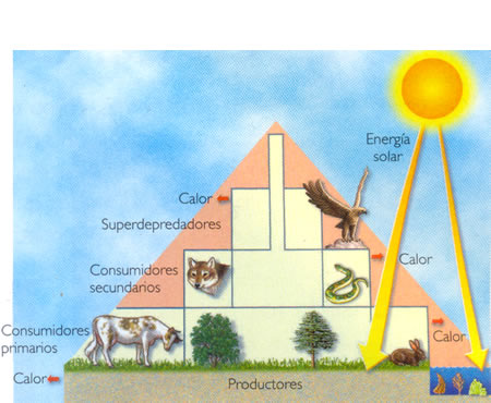 pirámides ecológicas son un representación del flujo de materia y energía